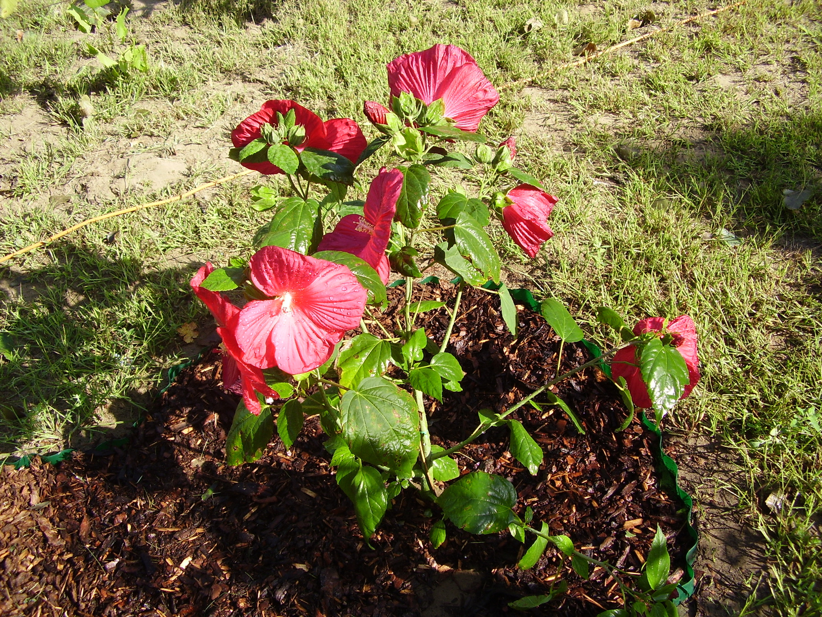 mocsári hibiszkusz