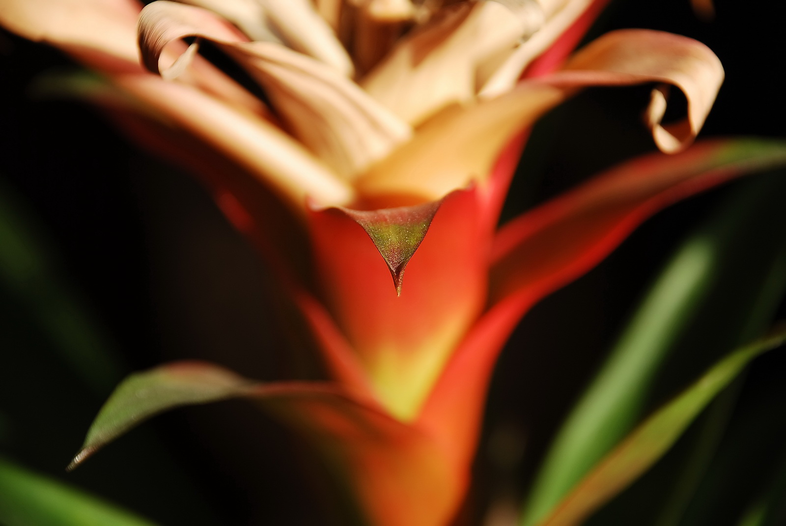 Bromelia