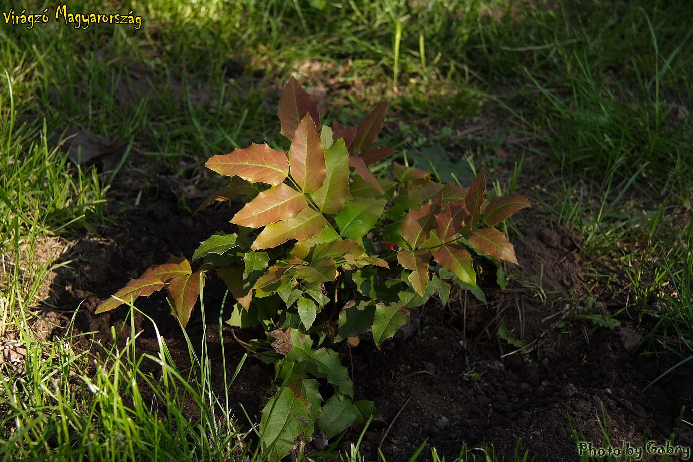 5-Közönséges mahónia (Mahonia aquifolium)