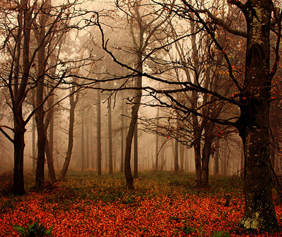 autumn by pauljavor