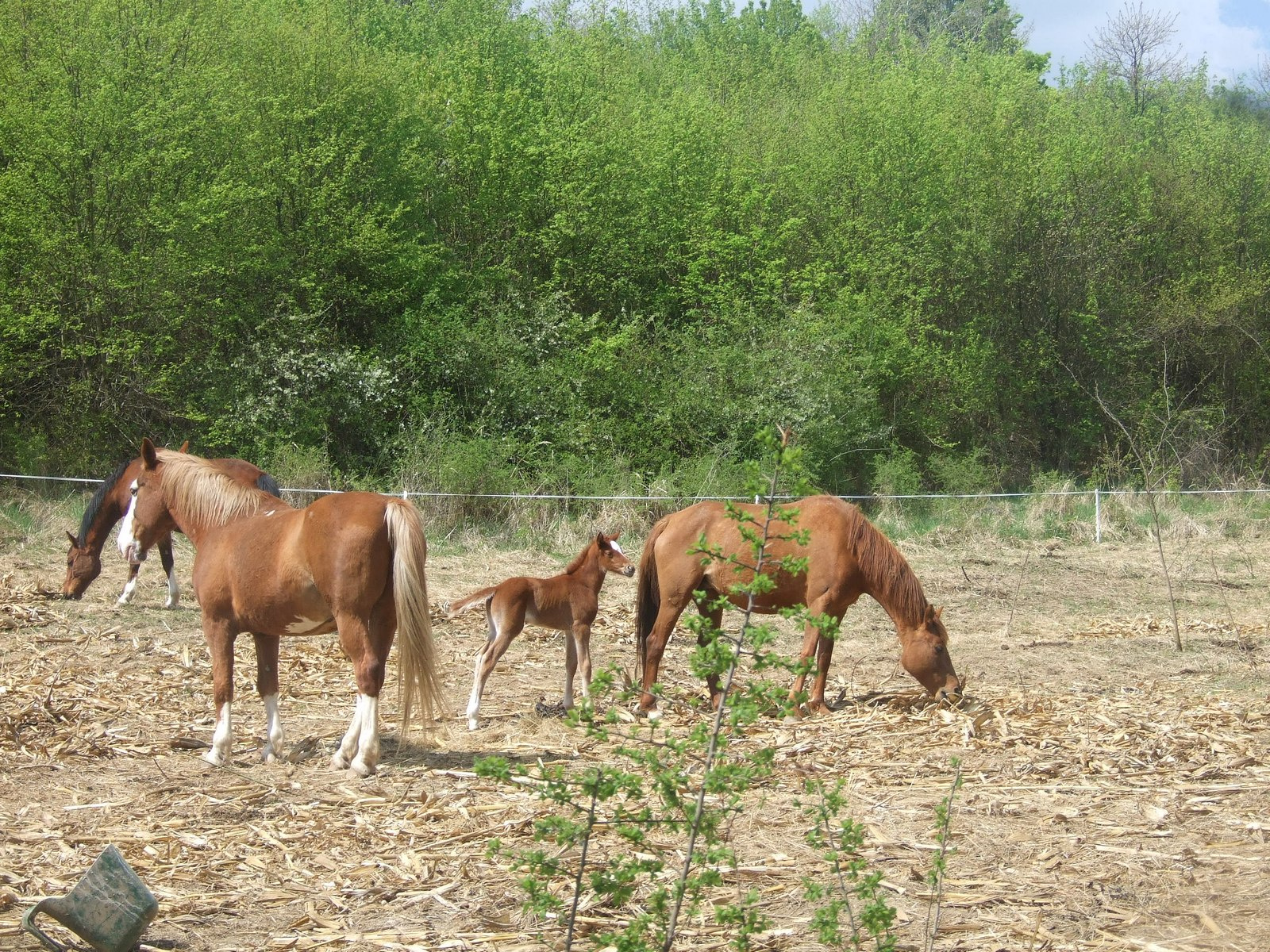 Andezit 090419 30