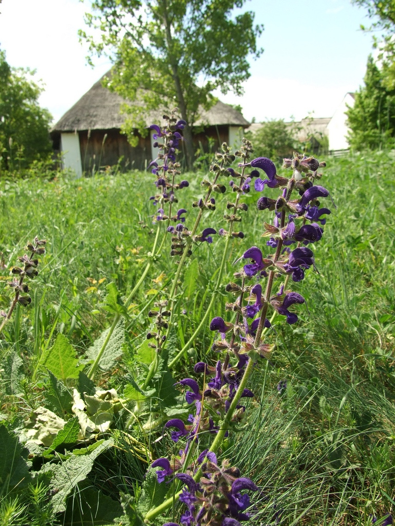 Szentendrei Skanzen 24