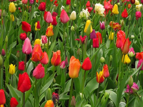 Keukenhof 2010.04.30 102