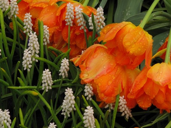 Keukenhof 2010.04.30 206