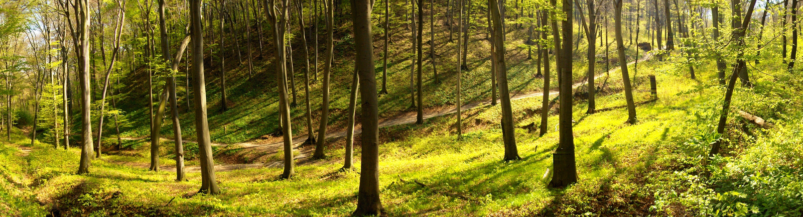 Budaörsi erdő