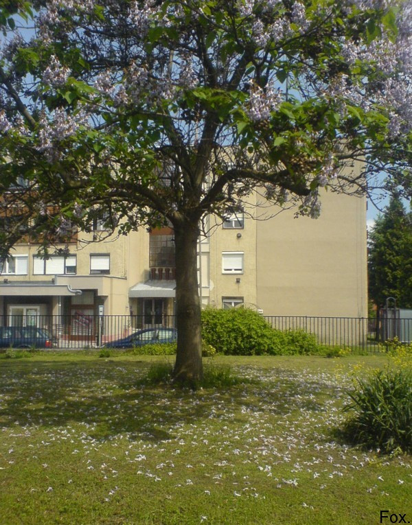 Tree in the scool