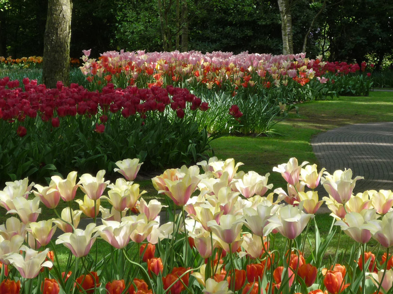 keukenhof 16