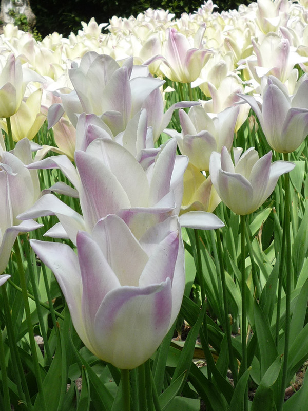 keukenhof 26