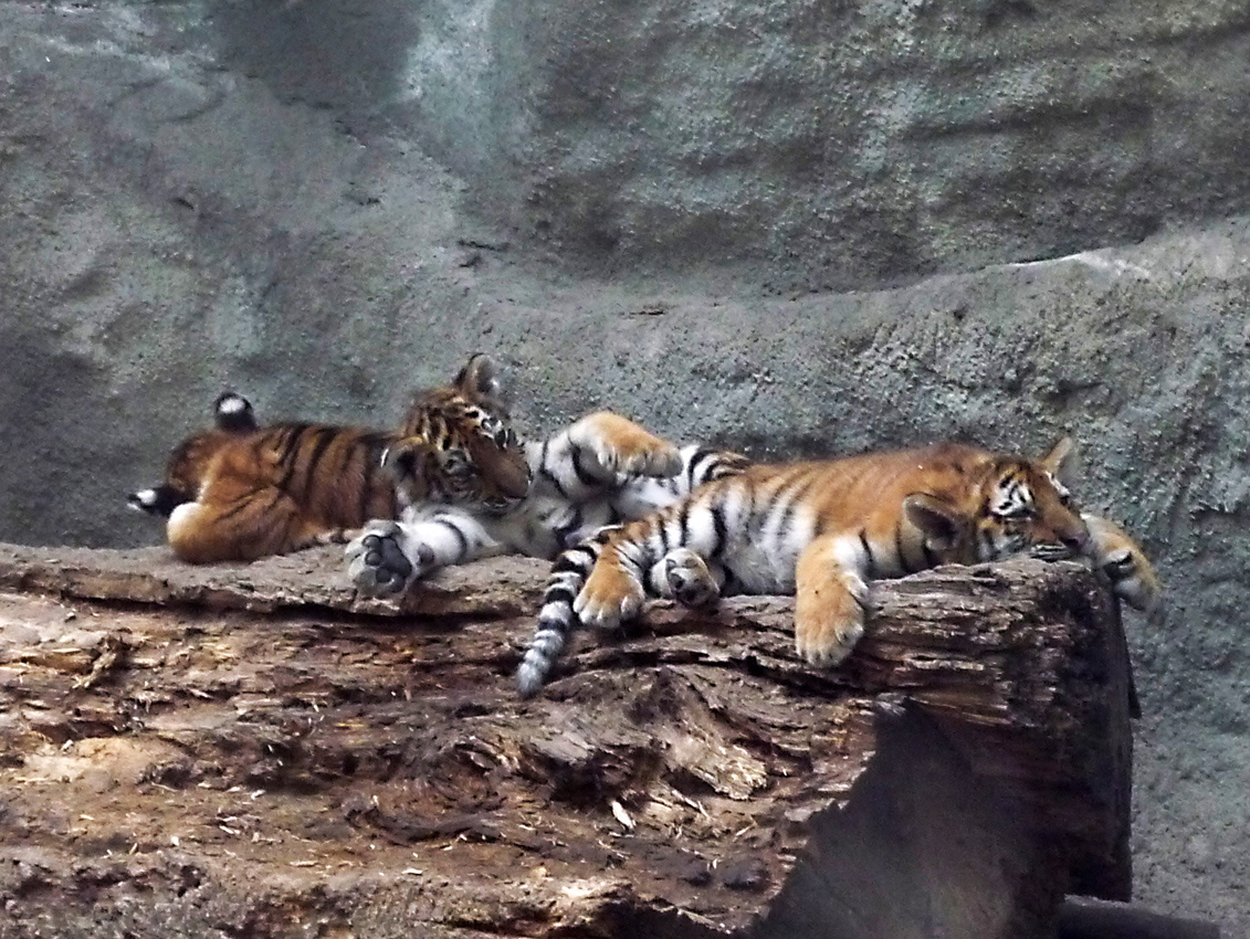 zoo 8 tigrisek2
