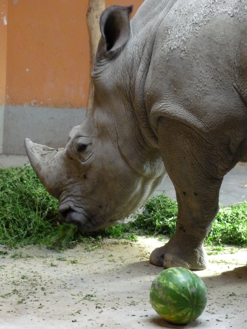 zoo 17 rinocerosz