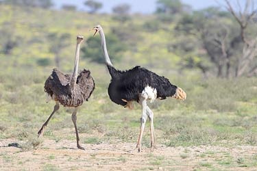 ostrich-CRW 5711