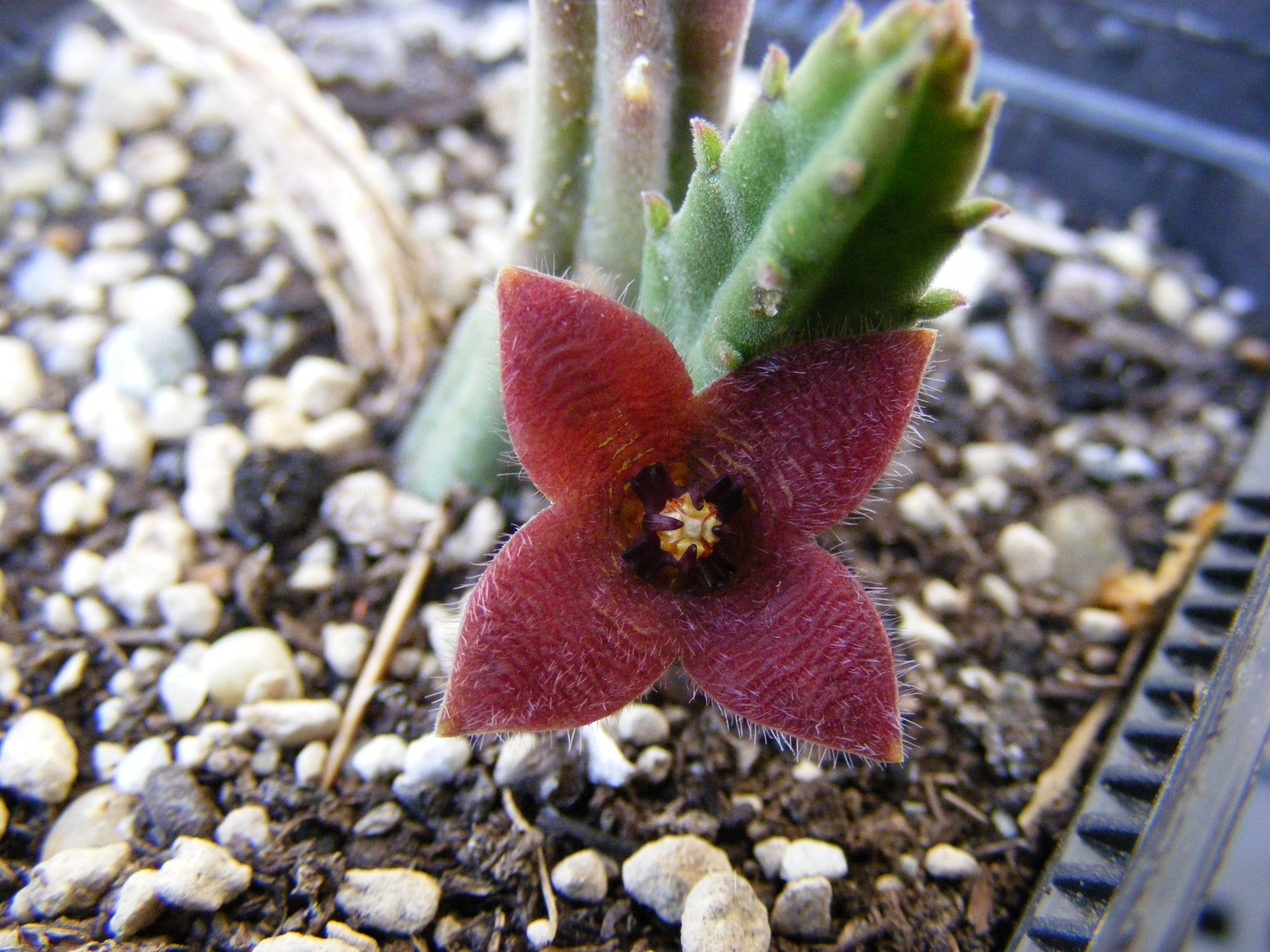 Stapeliakougabergensis