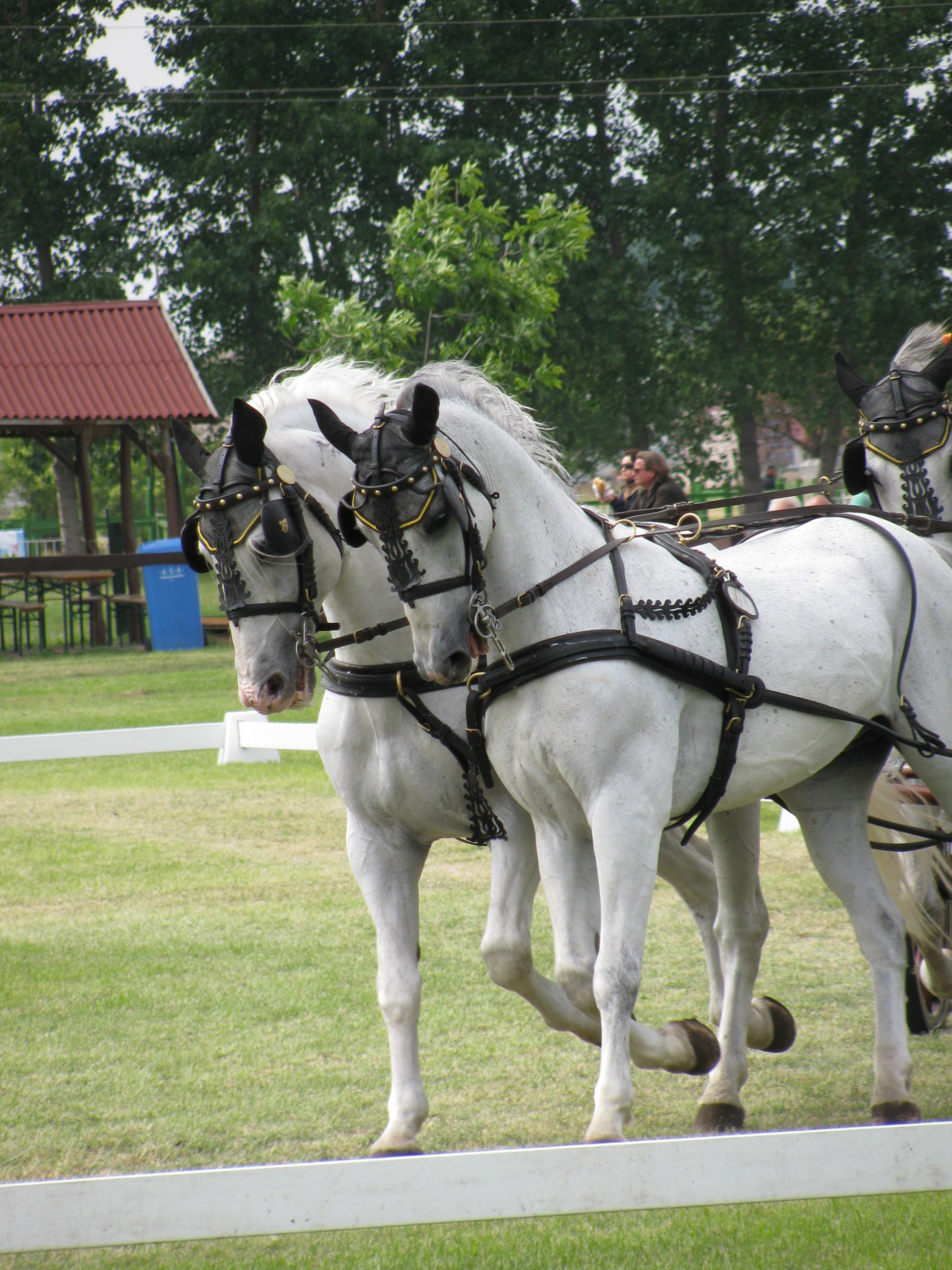 Vecséskupa2009 086