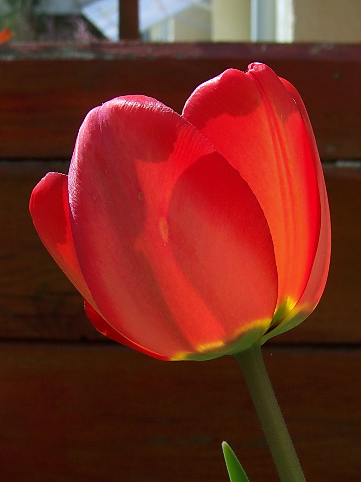 tulipán, szinek és árnyékok