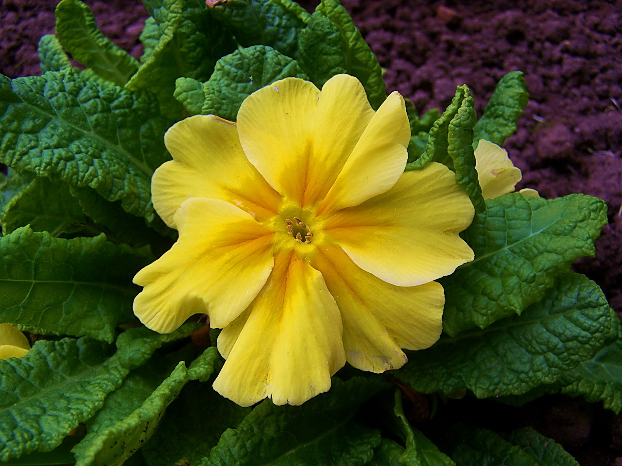 primula, sárga macro