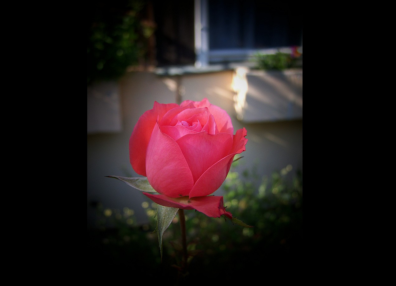 rózsa, egy pici piros