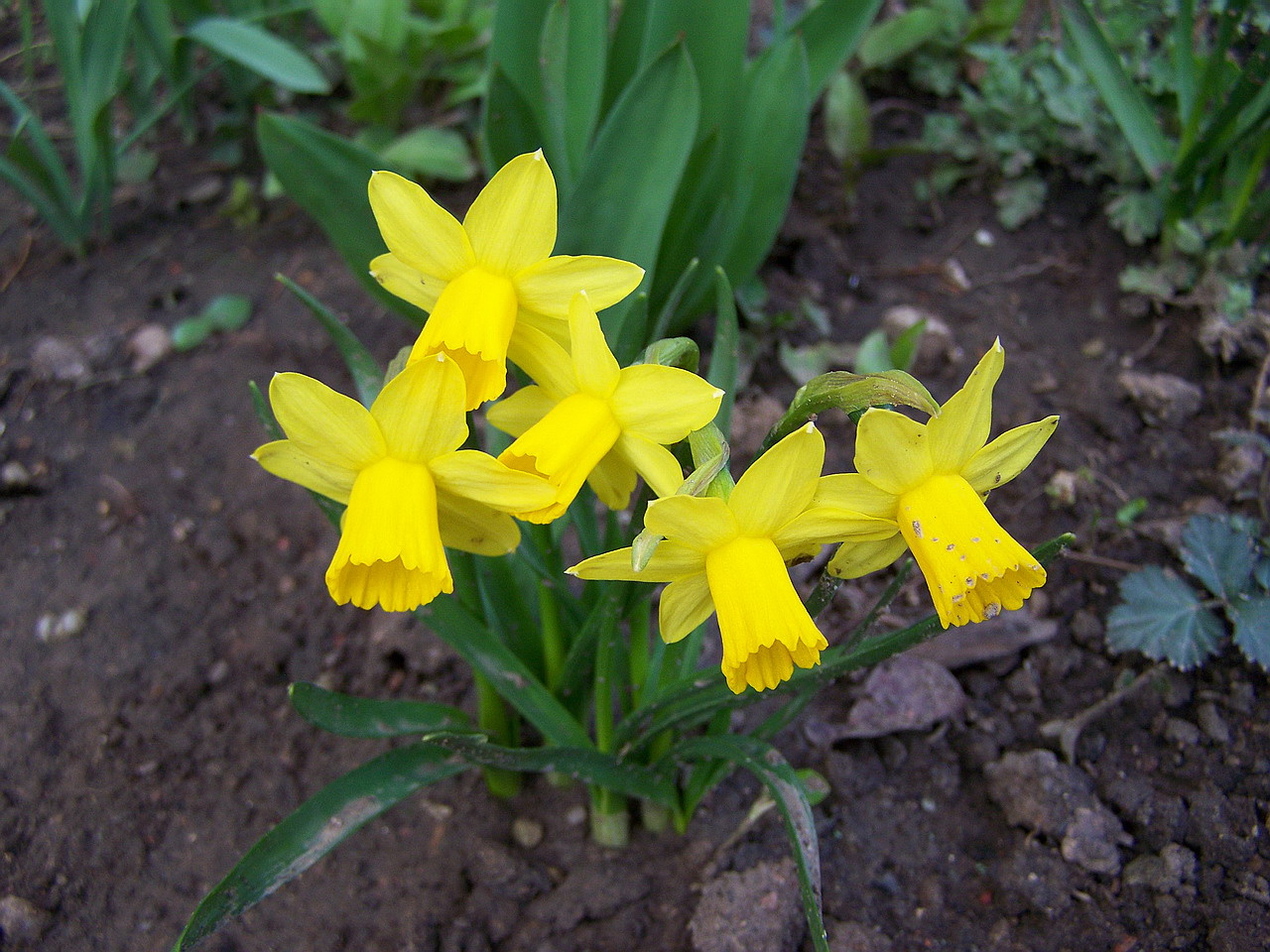 nárcisz, sárga törpe virágok