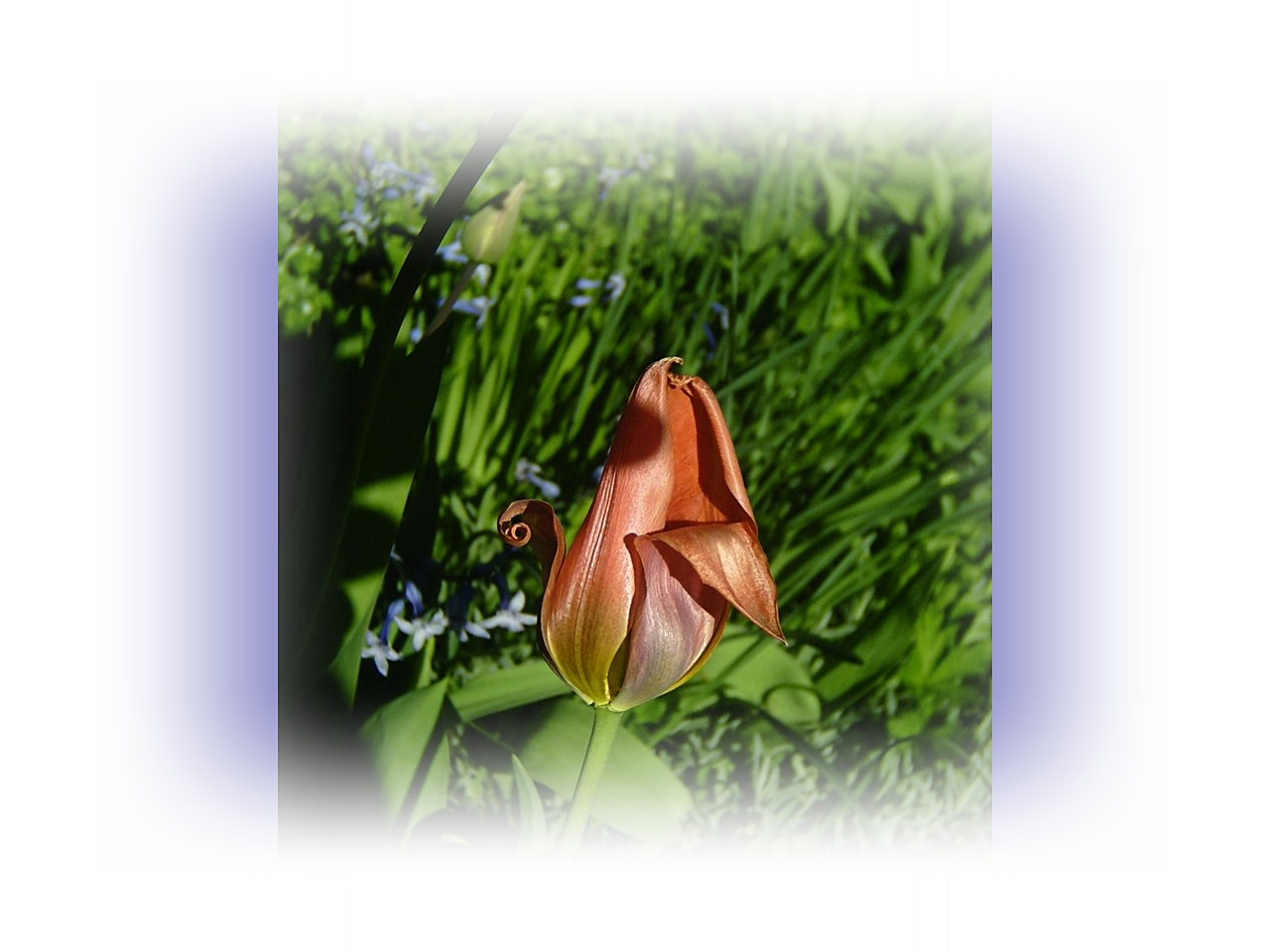 tulipán, egy mini esti fényben