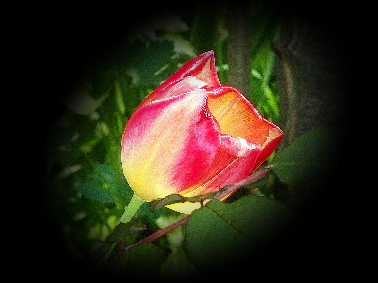 tulipán, színes redőkkel