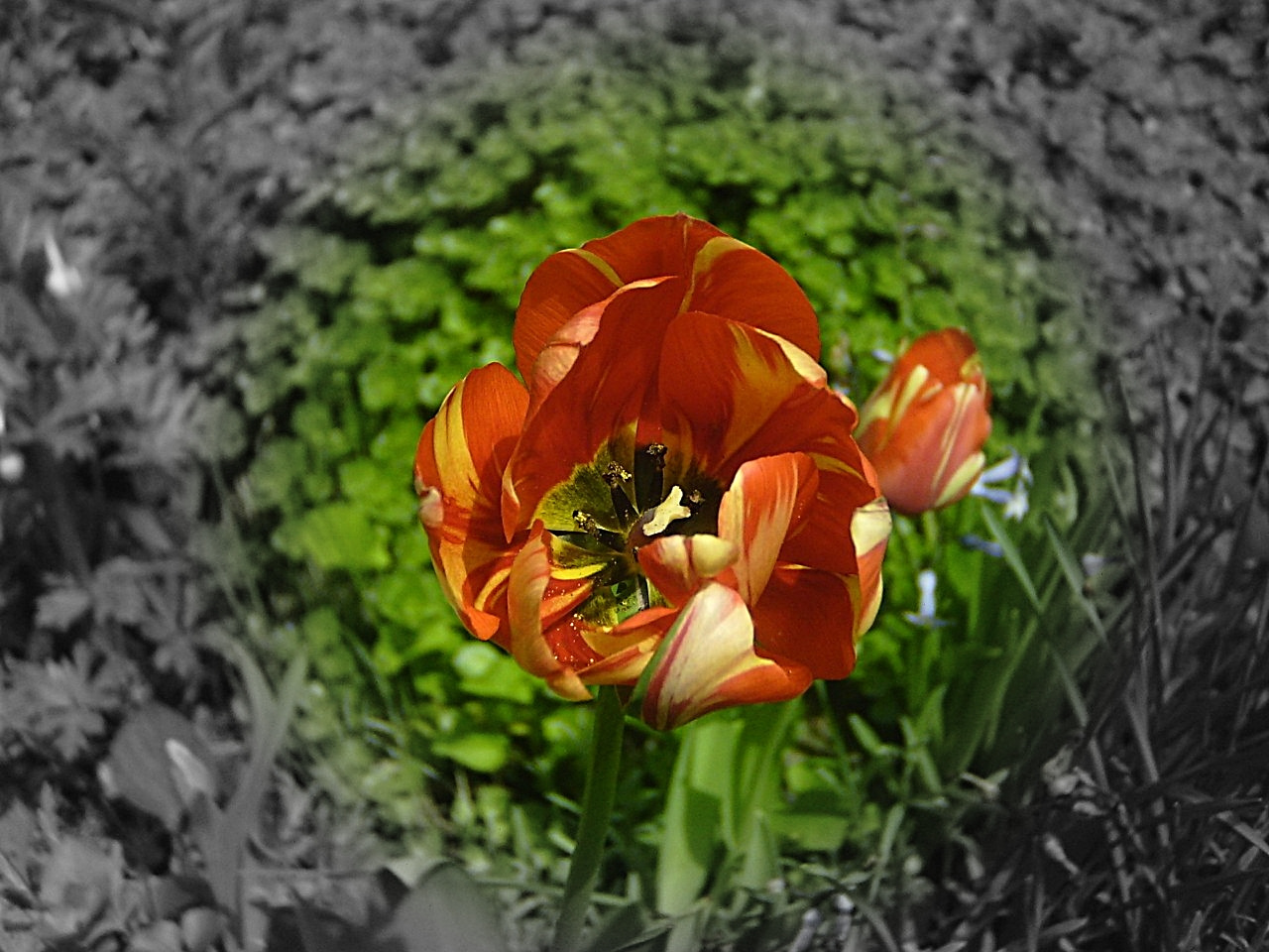 tulipán, magyar nemzeti virág