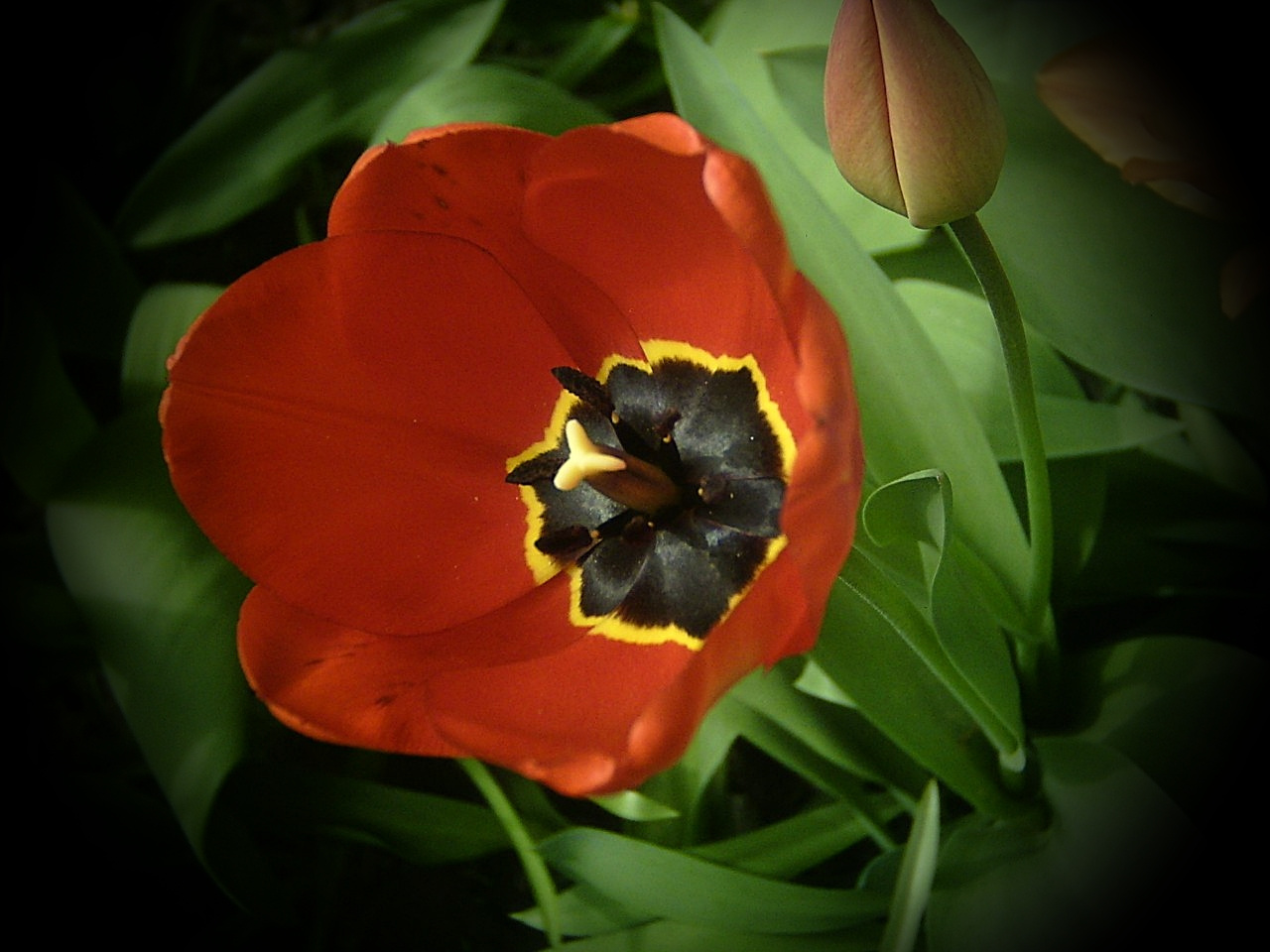 tulipán, piros, belül fekete-sárga