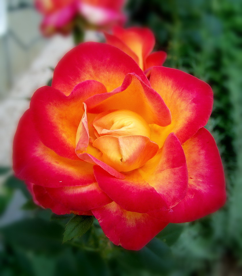 rózsa, szép és kétszínű