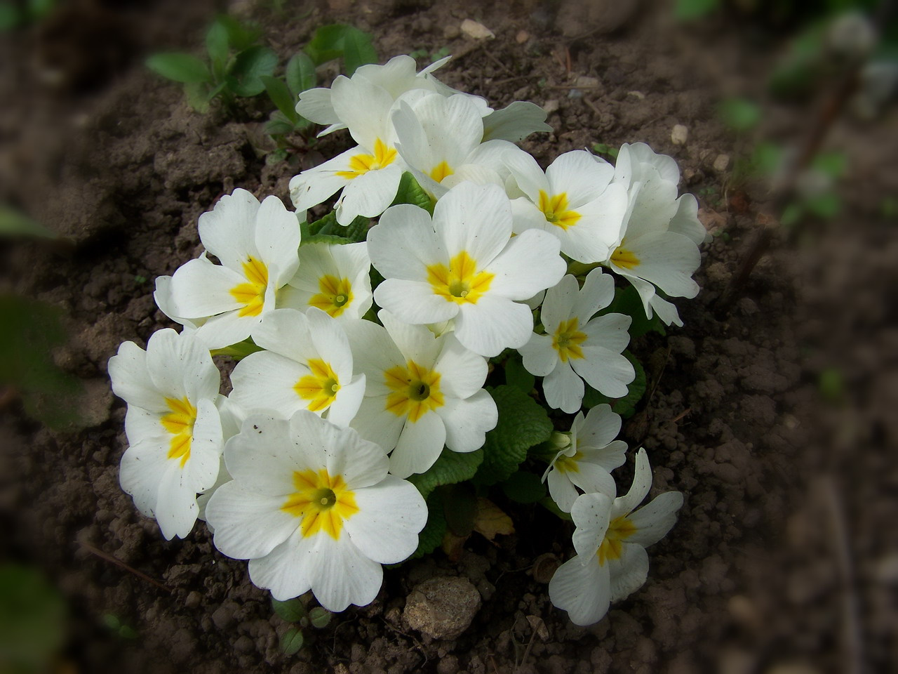 primula, fehérben