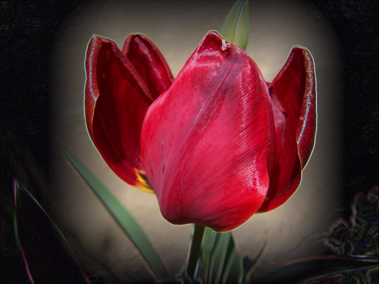 tulipán, kontúrral
