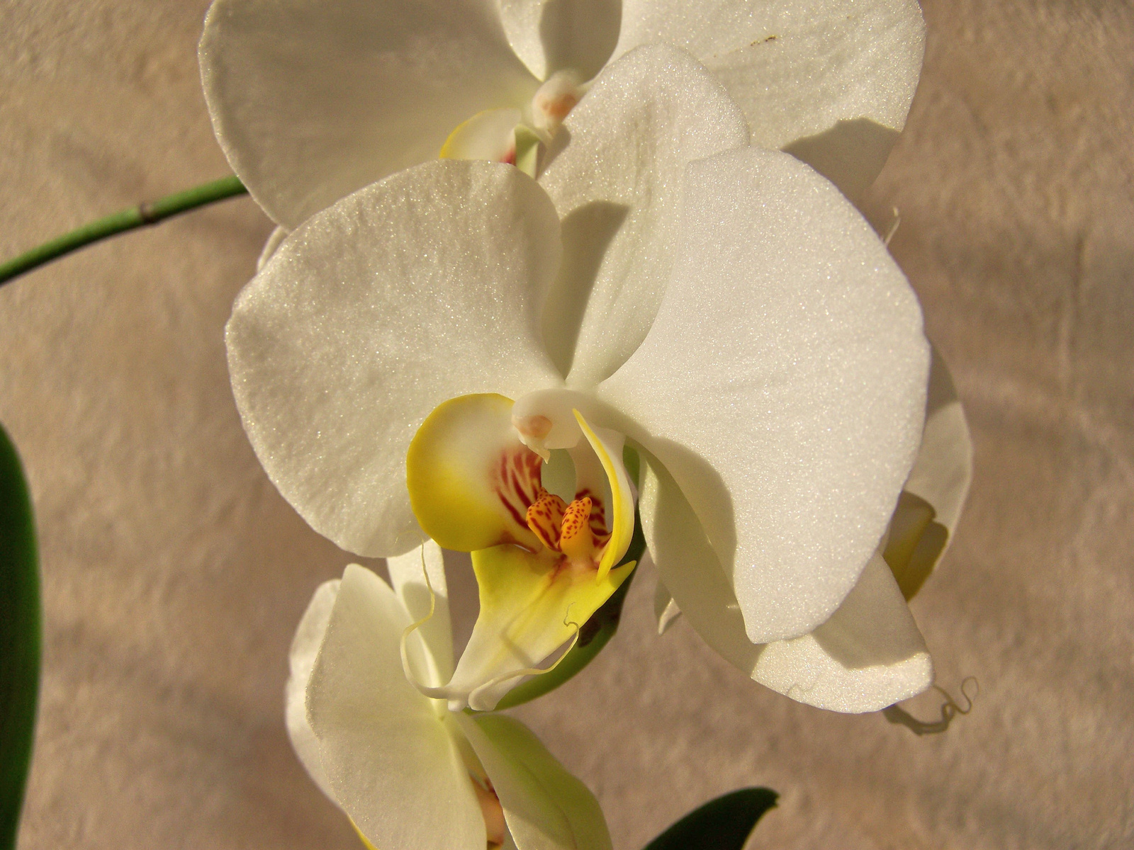 orchidea, makróban