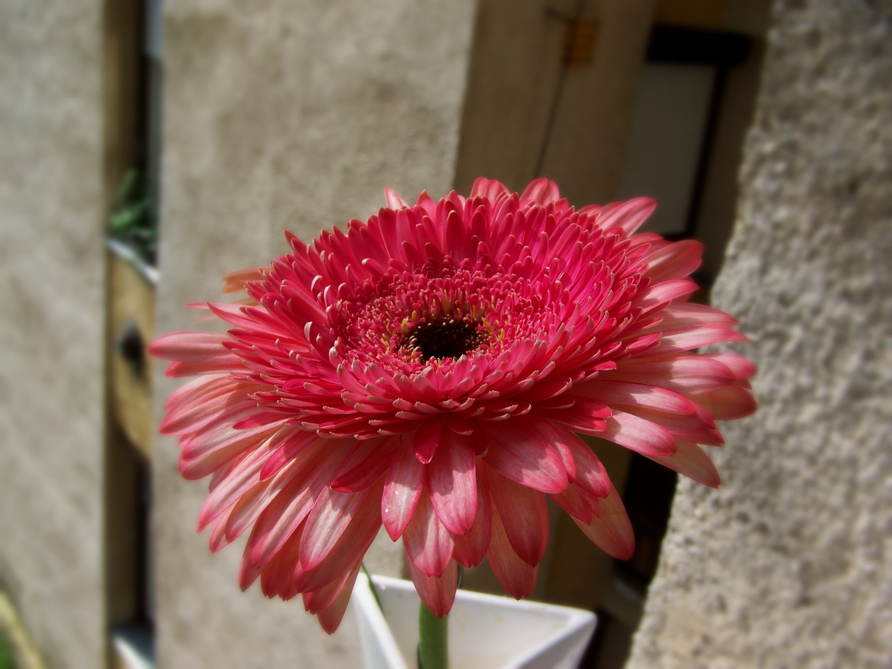 gerbera, erős rózsaszínes