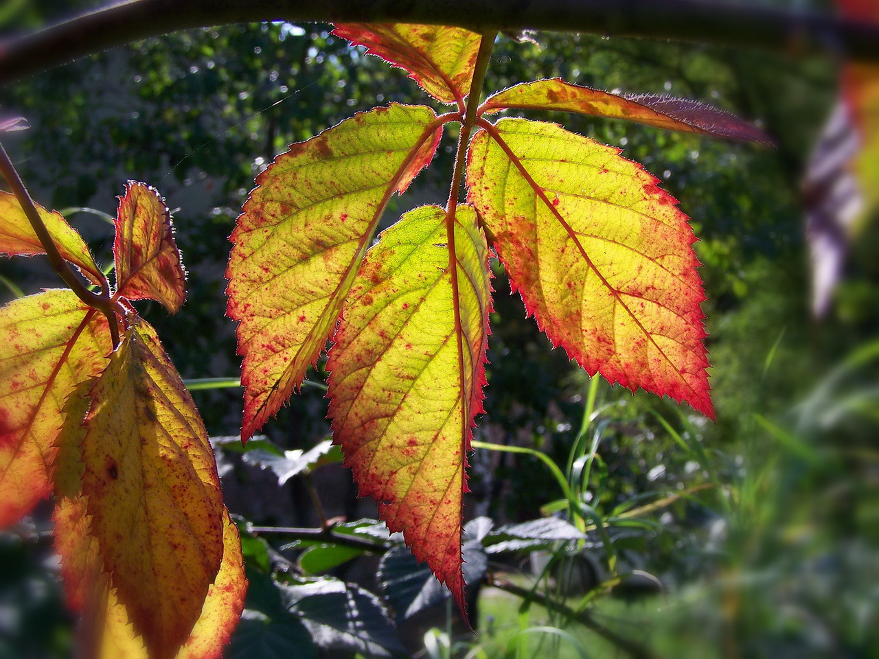 őszi színek, piros szélű levelek