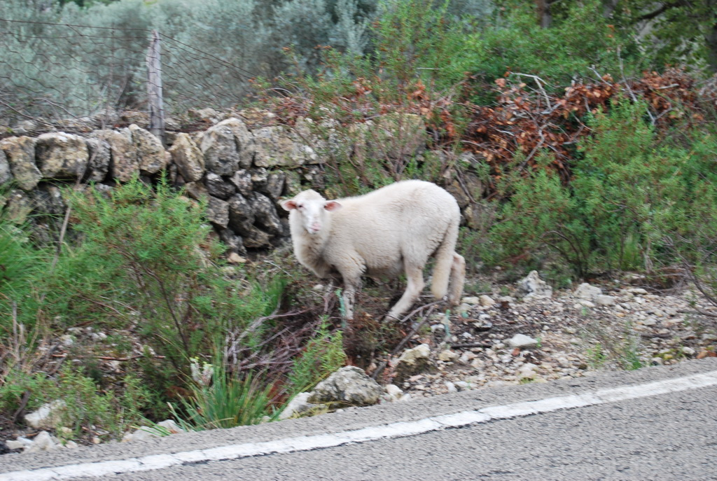 mallorca2008-252