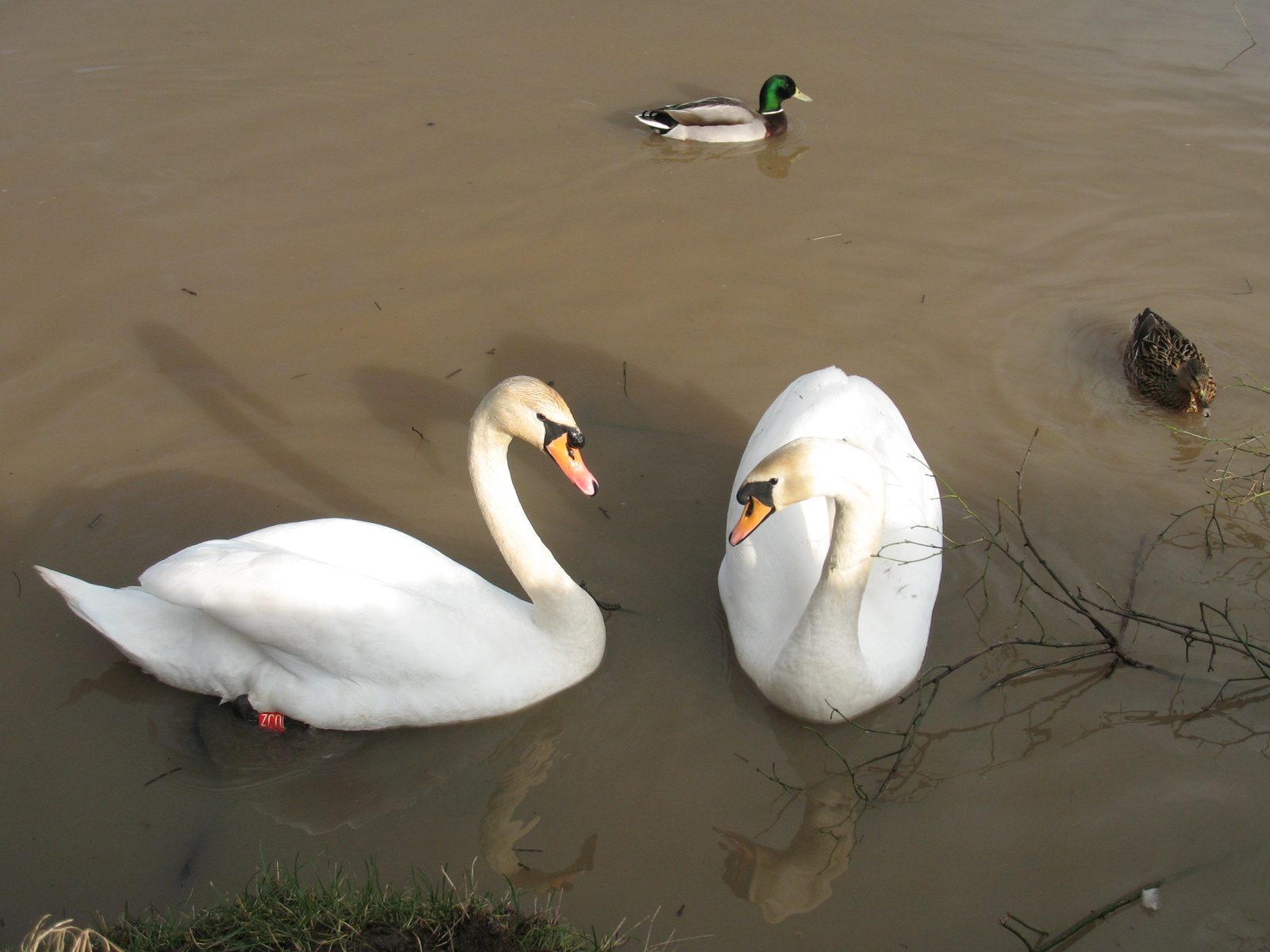 The Swan of Preston