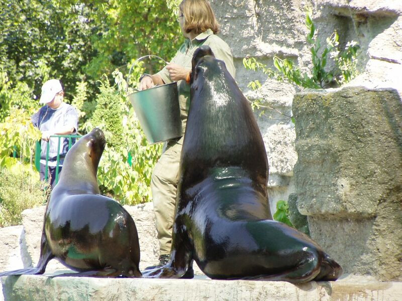 schönbrunn állatkert (71)