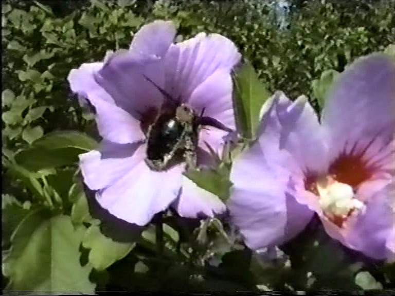 hibiszkusz