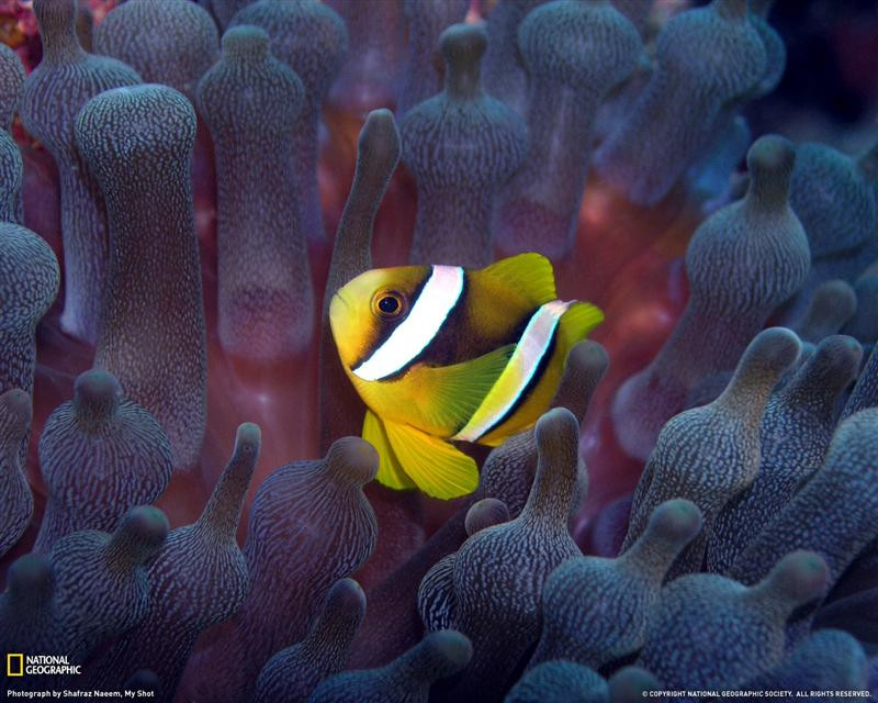 anemonefish-undersea-xl (Medium)