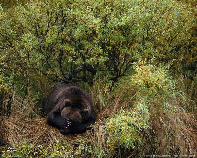 brown-bear-alaska-050409-xl (Medium)