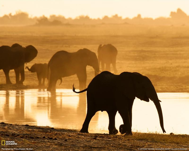 elephants-chobe-reserve-082409-xl (Medium)