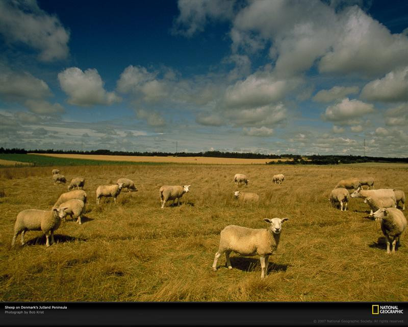 grazing-sheep-denmark-91999-xl (Medium)