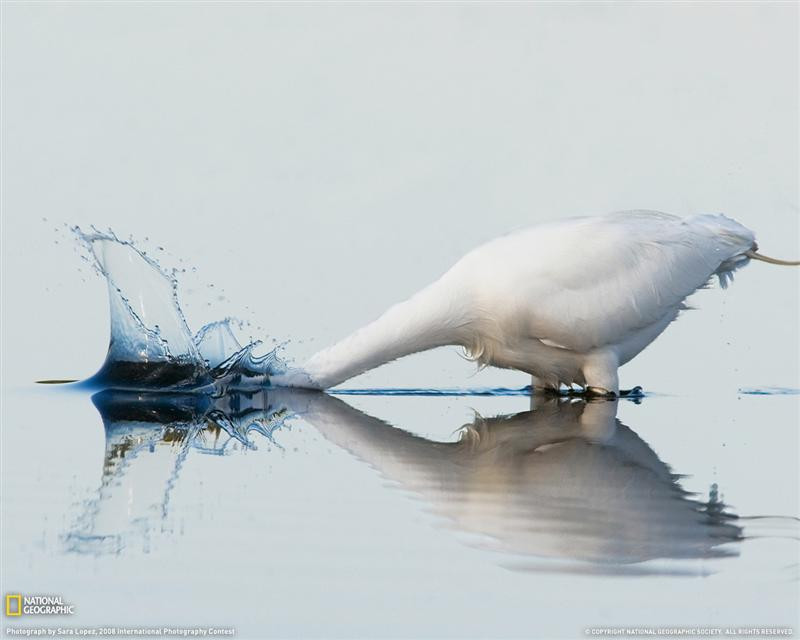 great-white-egret-070509-xl (Medium)