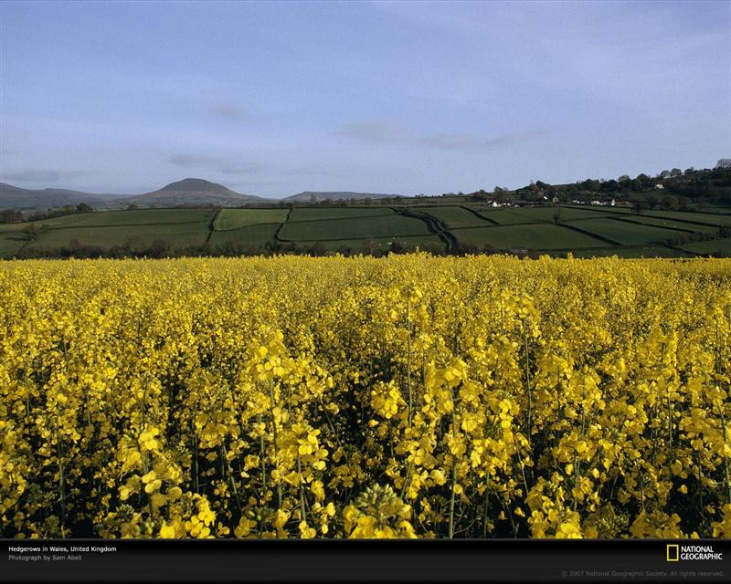 hedgerows-landscape-wales-483624-xl (Medium)