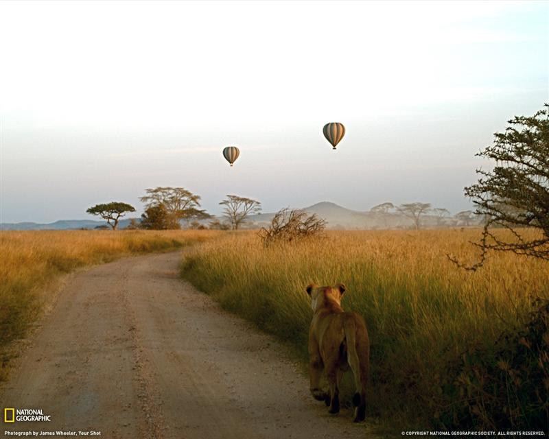 hot-air-balloons-tanzania-062009-xl (Medium)