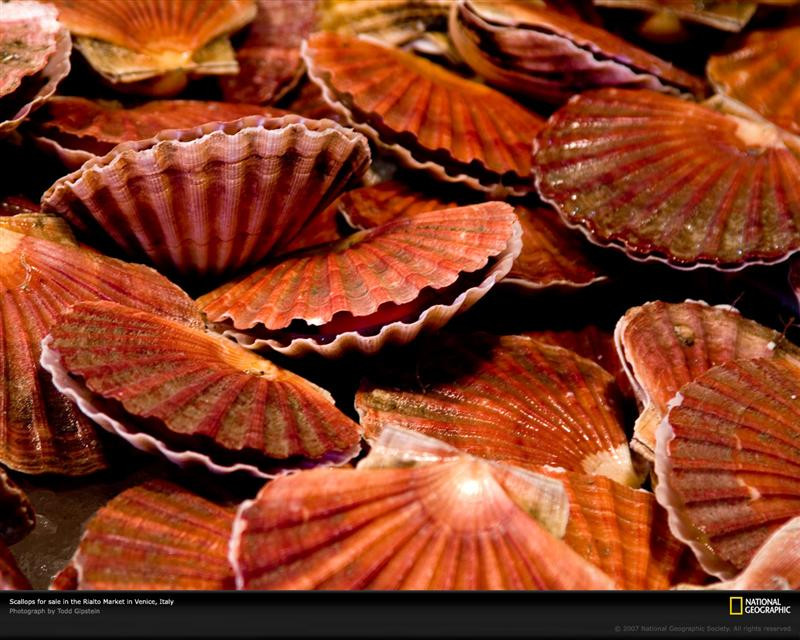 italy-scallops-1049873-xl (Medium)