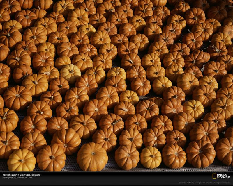 rows-of-squash-111689-xl (Medium)