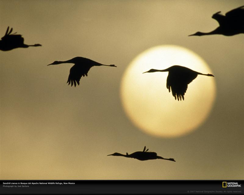 sandhill-cranes-flying-499085-xl (Medium)