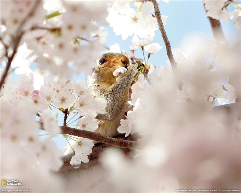 squirrel-cherry-blossoms-xl (Medium)