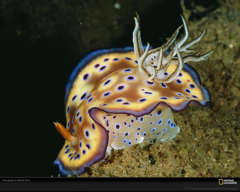 sulu-sea-nudibranch-697059-xl (Medium)