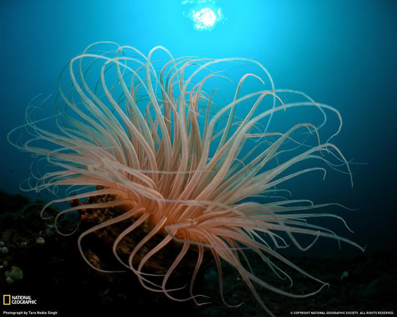 tube-anemone-bali-xl (Medium)