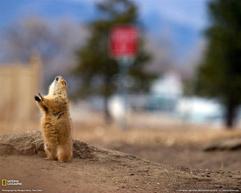 urban-prairie-dog-081209-xl (Medium)