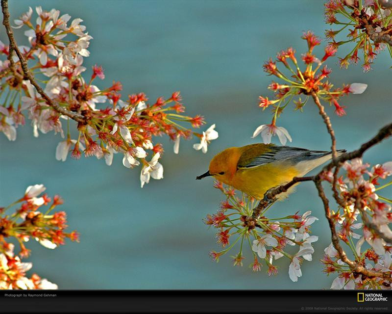 warbler-cherry-blossom-branch-984187-xl (Medium)